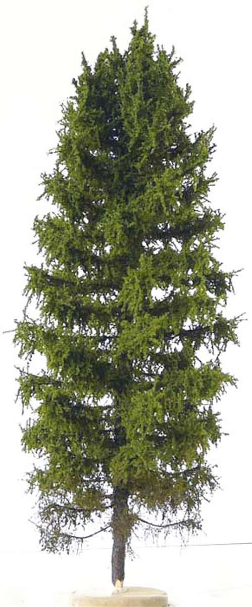 elriwa 110035 - MPN 1 - Niedrige europäische Lärche, Höhe ca. 19cm