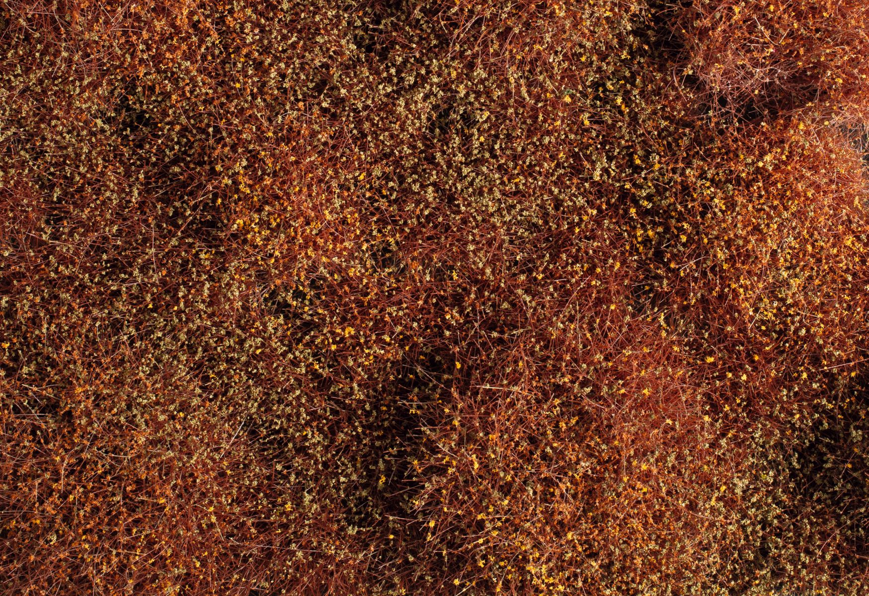 Auhagen 70904 - Büsche/Sträucher Winter 4-30 mm Auhagen 70904 - Büsche/Sträucher Winter 4-30 mm