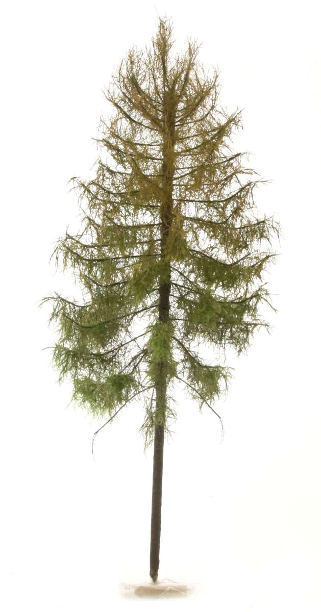 elriwa 170038 - MSU 4 - Trockene Lärche, Höhe ca. 26cm