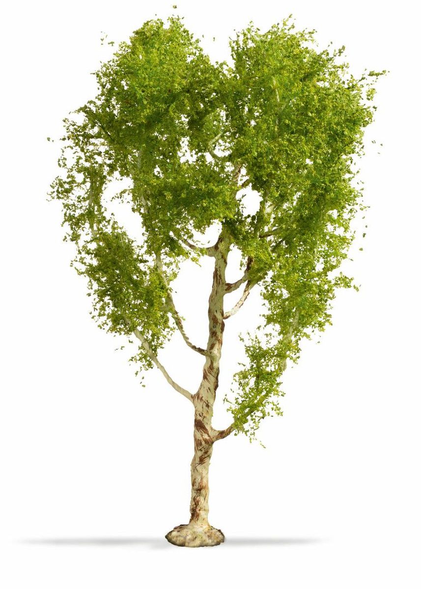 Noch 20125 - Moorbirke, 21 cm hoch