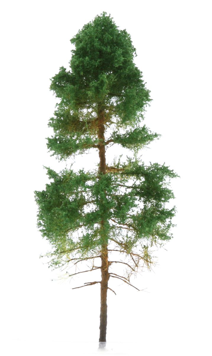 elriwa 120128 - SOB 2 - Küsten-Kiefer, Höhe ca. 15 cm