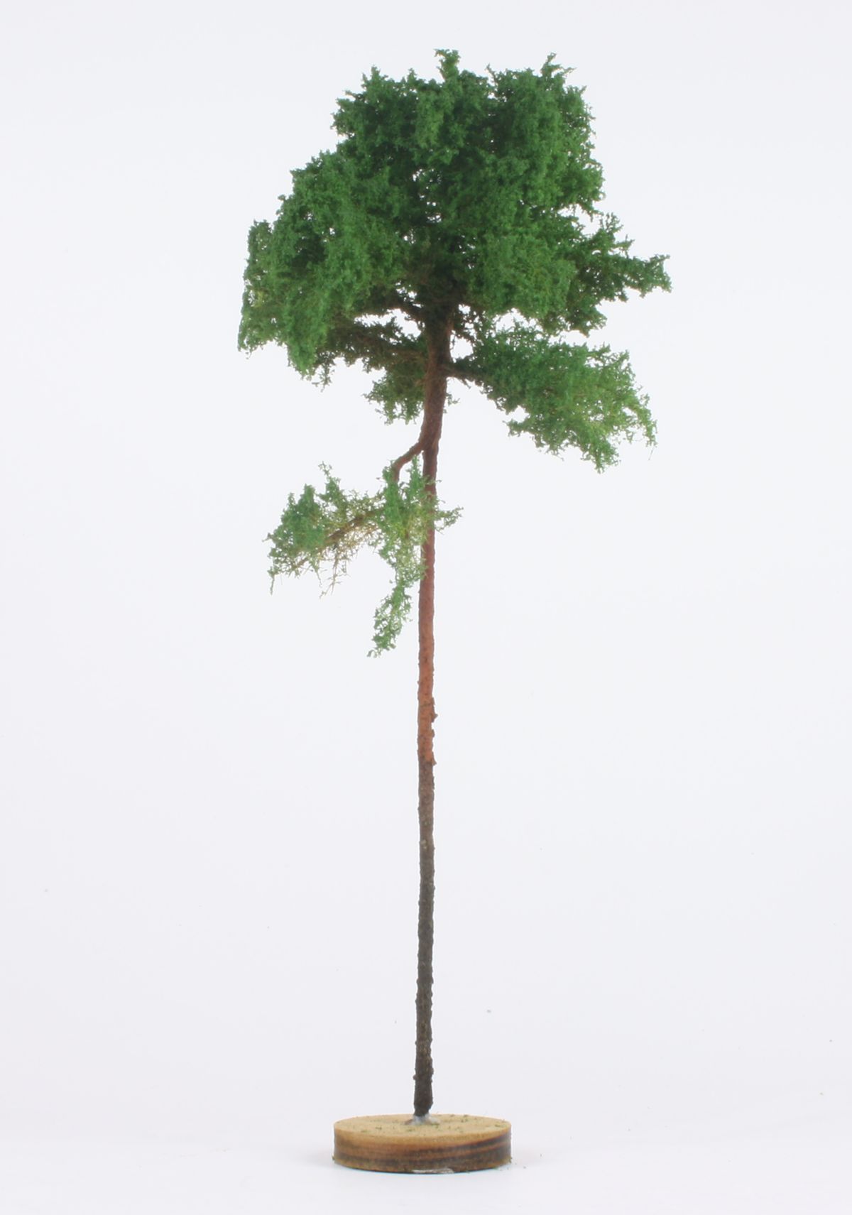 elriwa 140036 - SOM 1 - Junge Kiefer, ca. 20cm